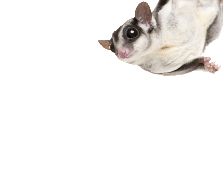 Sugargliders