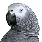 close-up photo of an African Grey parrot