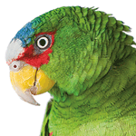 close-up photo of an Amazon parrot