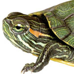 Close-up photo of an Aquatic Turtle