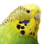 close-up photo of a budgerigar