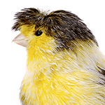 close-up photo of a Canary