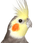 close-up photo of a Cockatiel