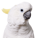 close-up photo of an Cockatoo