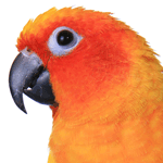 close-up photo of a Conure parrot