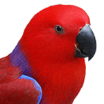 close-up photo of an Eclectus parrot