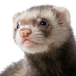 Close-up photo of a Ferret