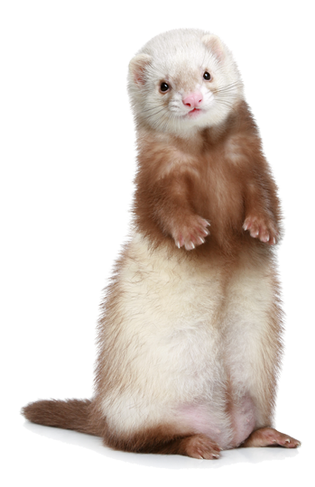 white ferret