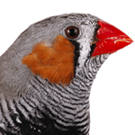 close-up photo of a Finch
