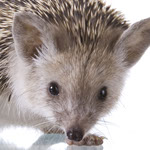 Close-up photo of a Hedgehog