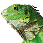 Close-up photo of a juvenile iguana