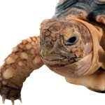 Close-up photo of a large tortoise