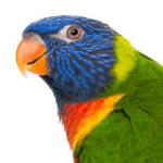 close-up photo of a Lory parrot