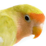 close-up photo of a Love Bird