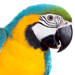 close-up photo of a blue and yellow Macaw