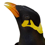 close-up photo of a Mynah bird