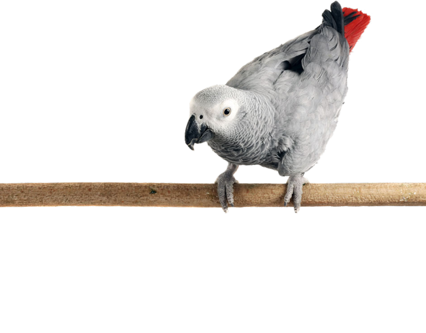 African Grey