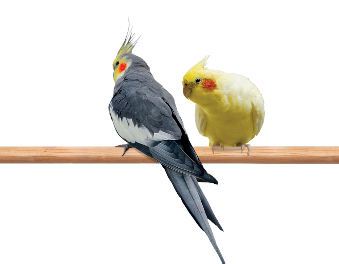 Prestige Cockatiels Korm Dlya Srednih Popugaev