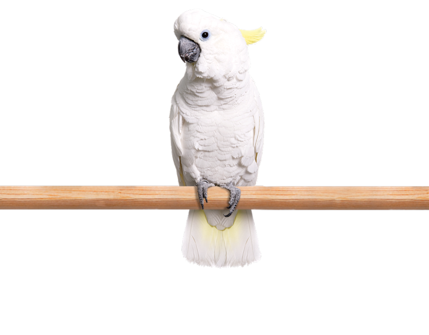 Cockatoo