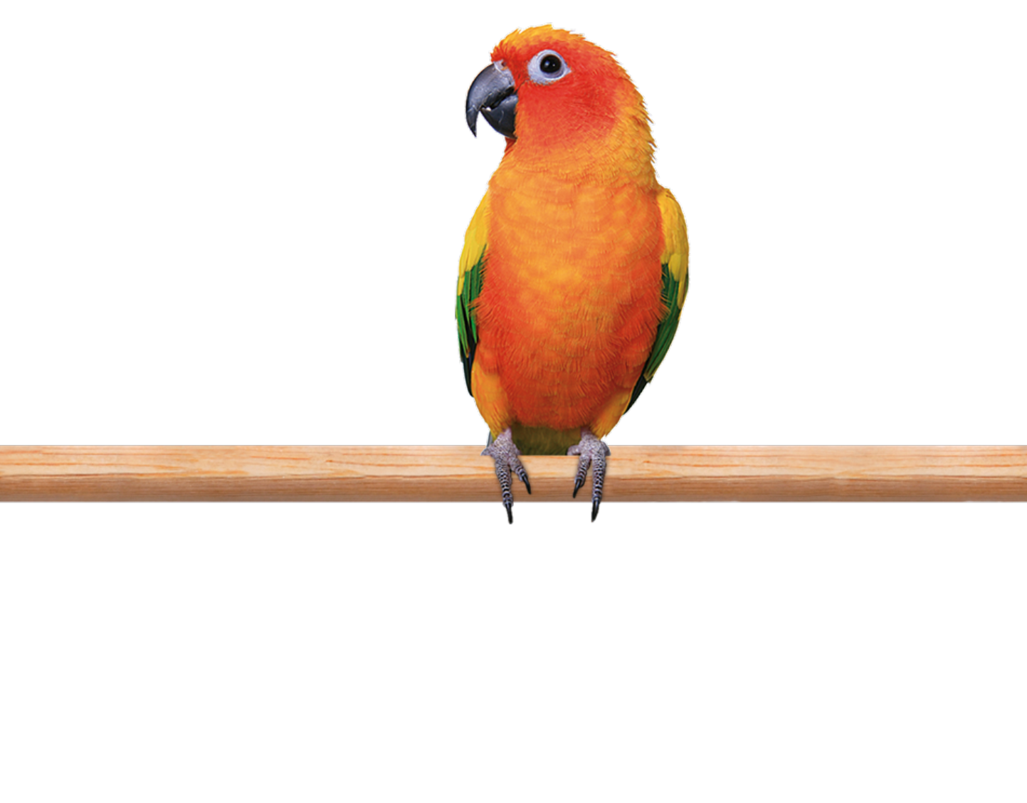 Conure