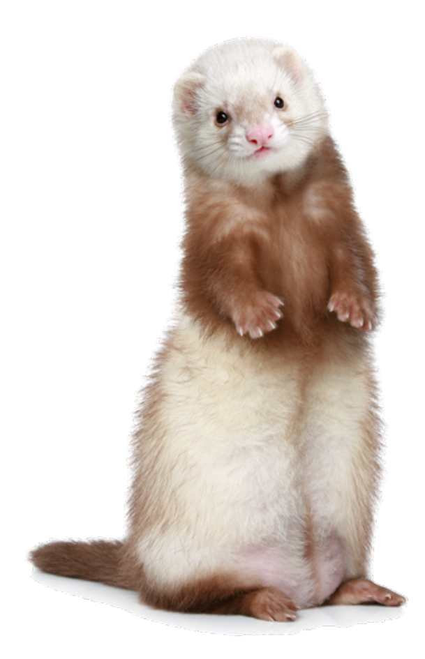 Ferret