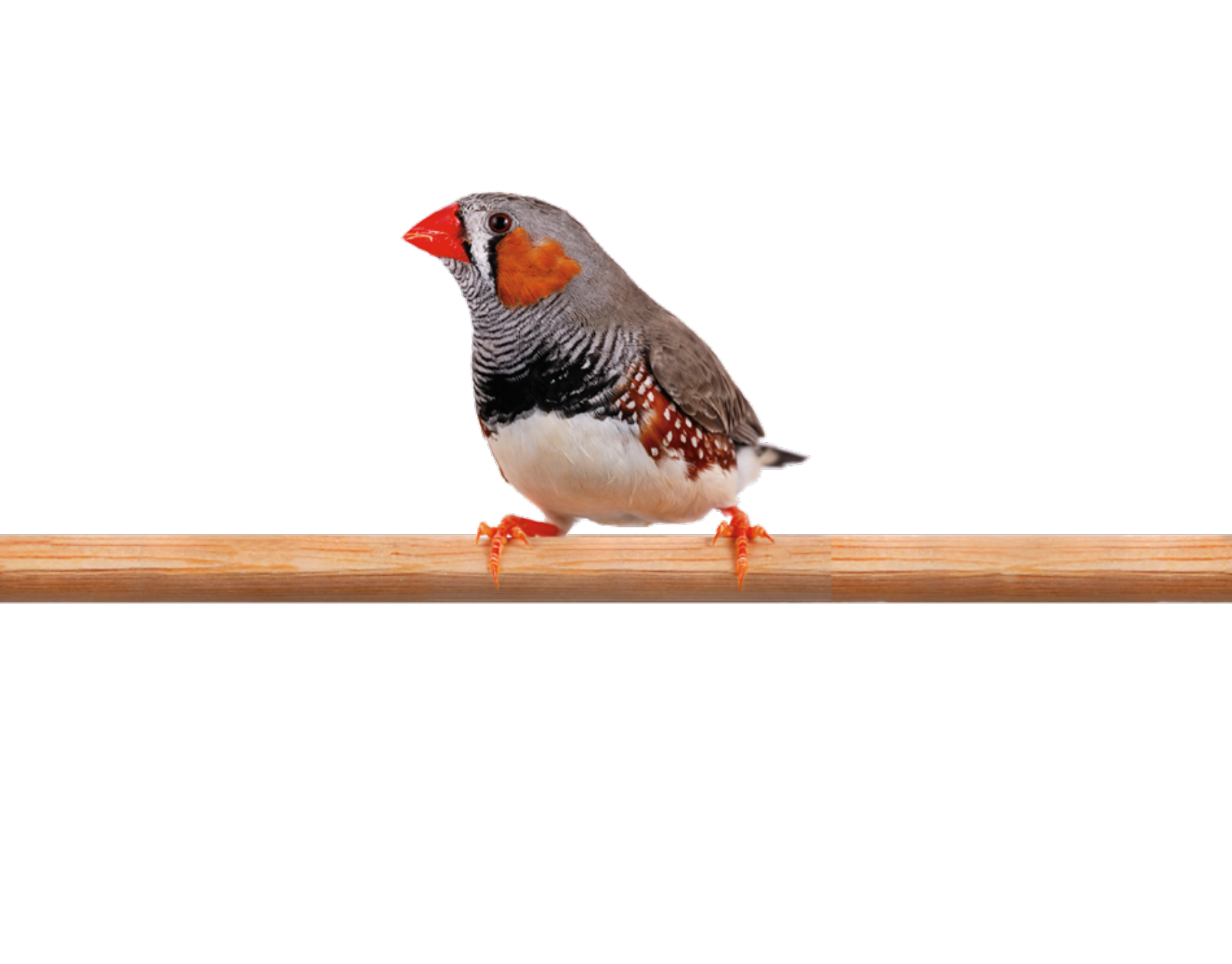 Finch Pretty Bird