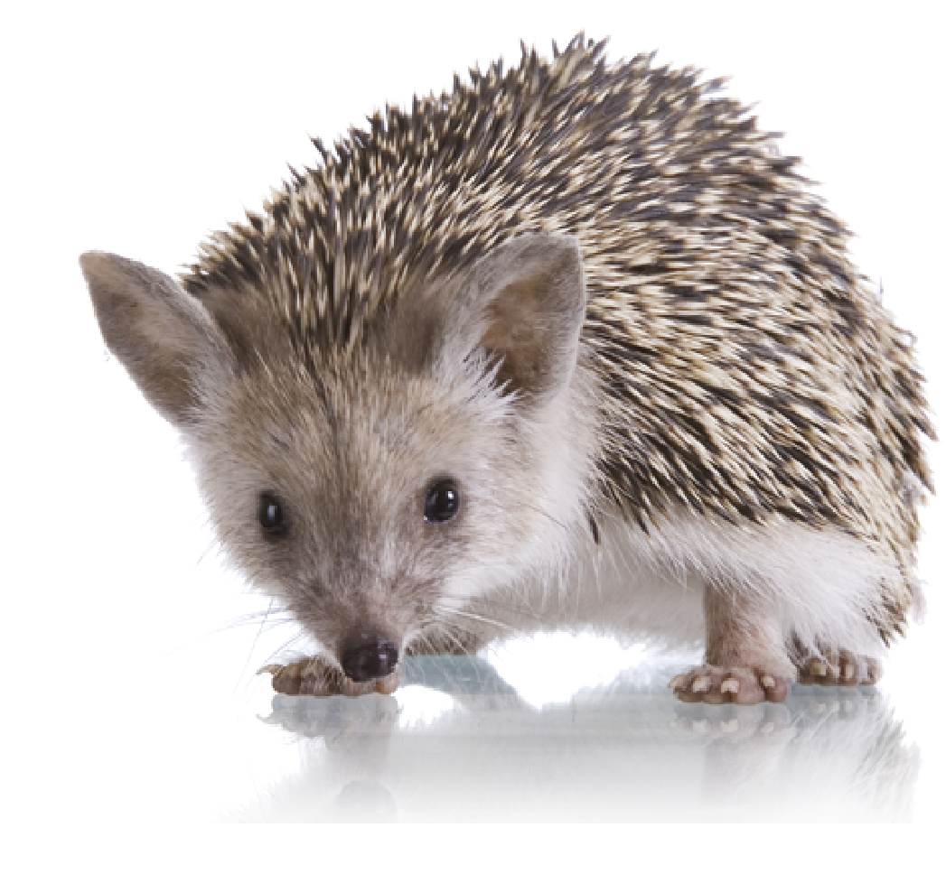 Hedgehog