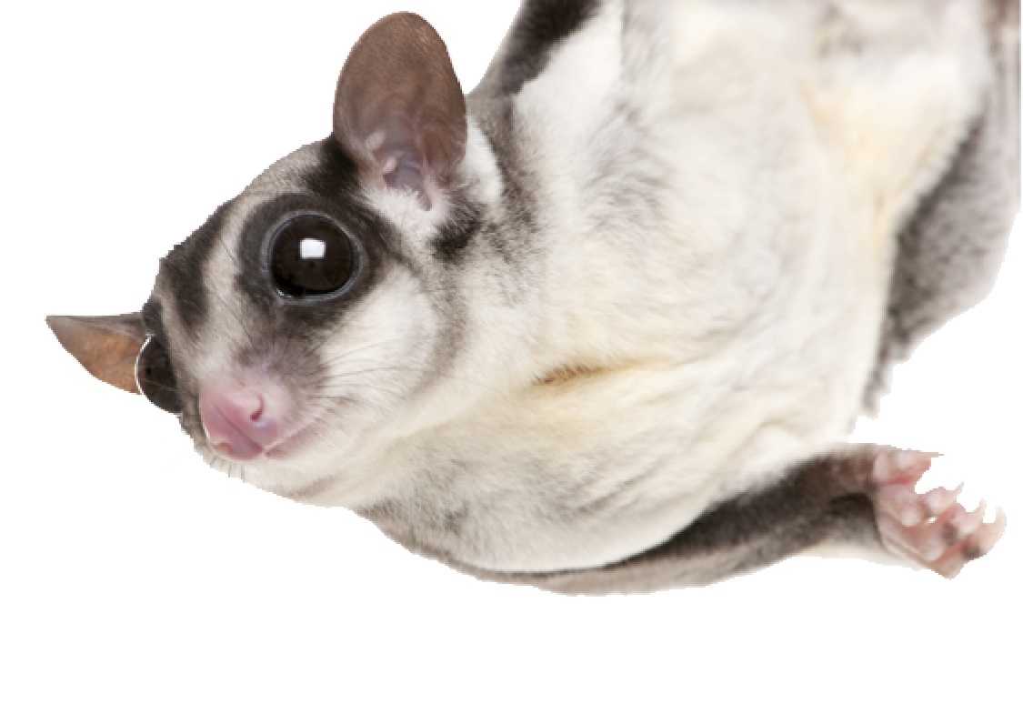 Sugar Glider Pretty Bird