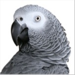 African Grey