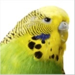 Budgerigar