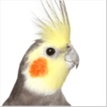 Cockatiel