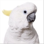 Cockatoo