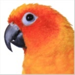 Conure