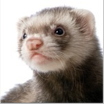 Ferret