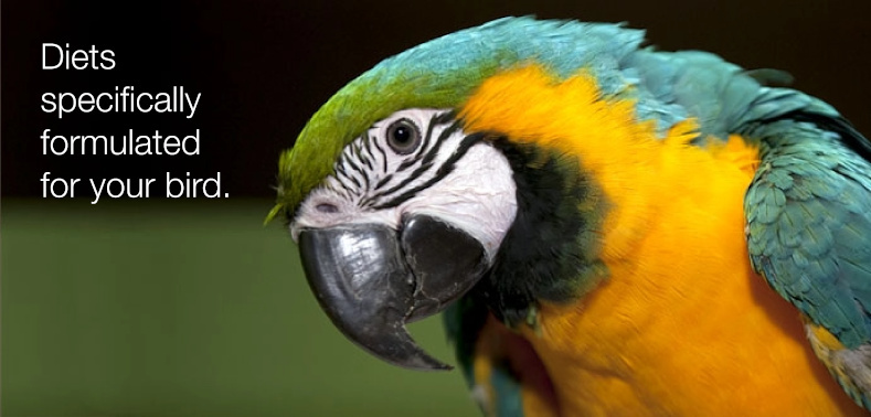 Picture of a macaw with the message: diets specifically formulated for your bird.