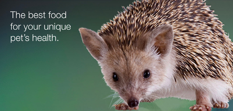 Picture of a hedgehog with the message: the best food for your unique pet's health.