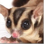 Sugar Glider