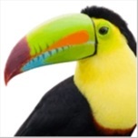 Toucan