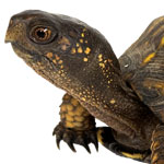 Close-up photo of a small tortoise