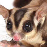 Close-up photo of a Sugarglider