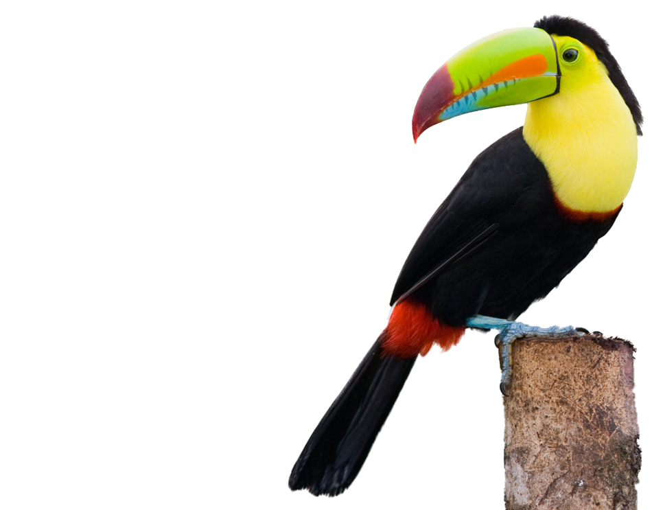 toucans