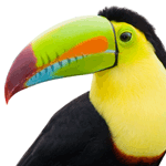 close-up photo of a Toucan